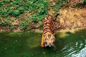 Ranthambhore National Park Vacation Deal