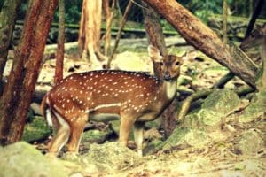 Ranthambore National Park Wildlife Tourist Attraction