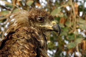The black kite (Milvus migrans) is a medium-sized bird of prey in the family Accipitridae, which also includes many other diurnal raptors.