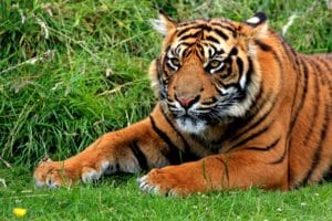 Tiger cub at National Park Tourist Attraction