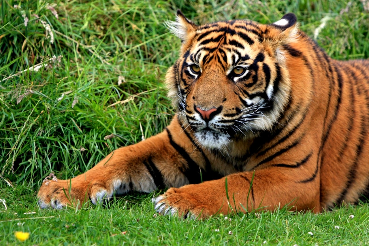 Tiger cub at National Park Tourist Attraction