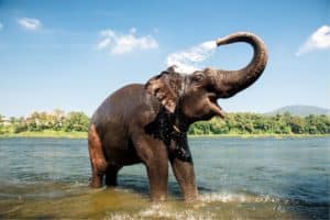 Look out for elephants and other wildlife during jungle safari. Cheers with your family and friends!