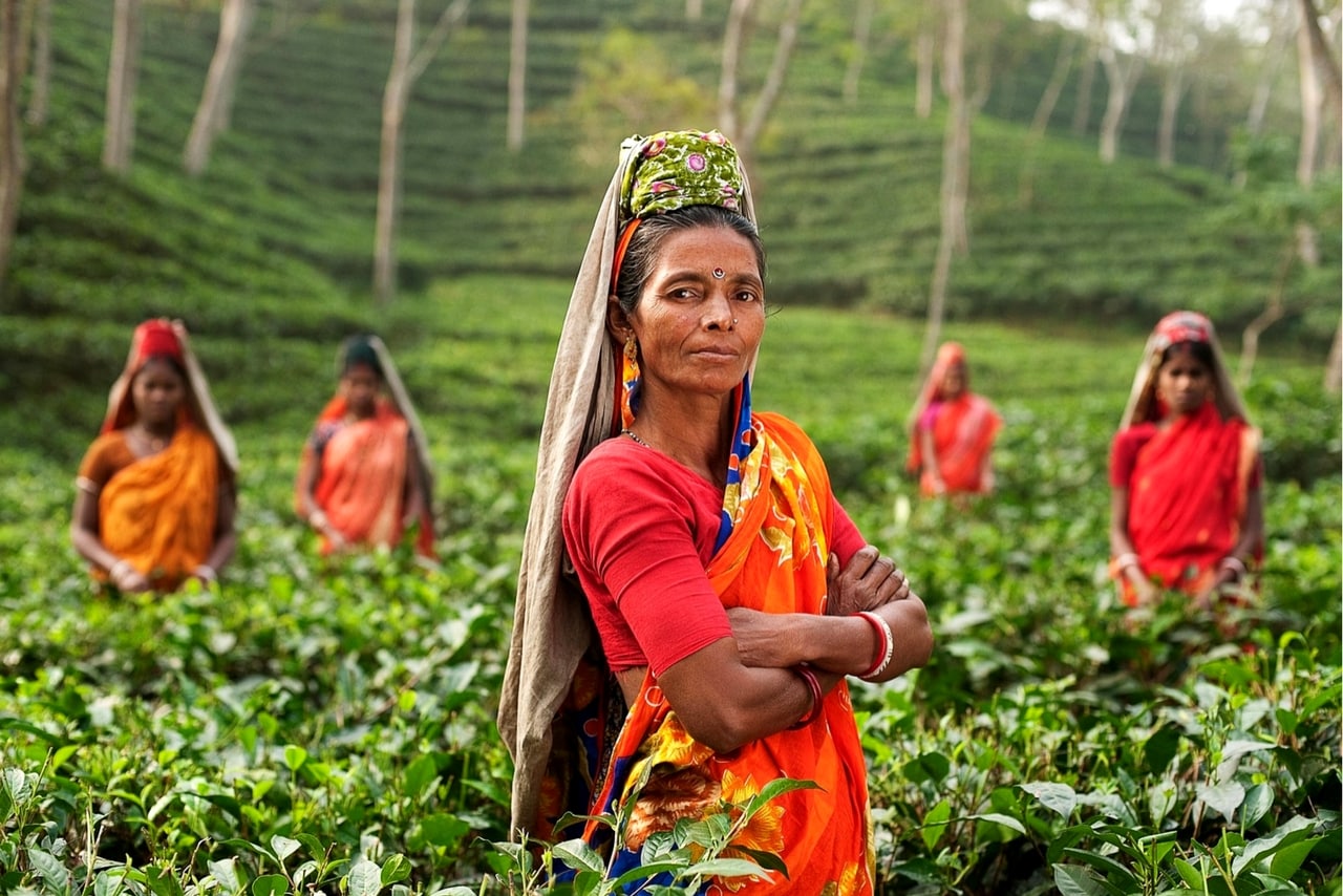 Indian Tour at Tea Plantation- Vacation Deal