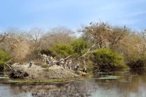Painted storks in on the nests in Beautiful jungle Keoladeo National Park. India. A popular tourist attraction and nature bird park.