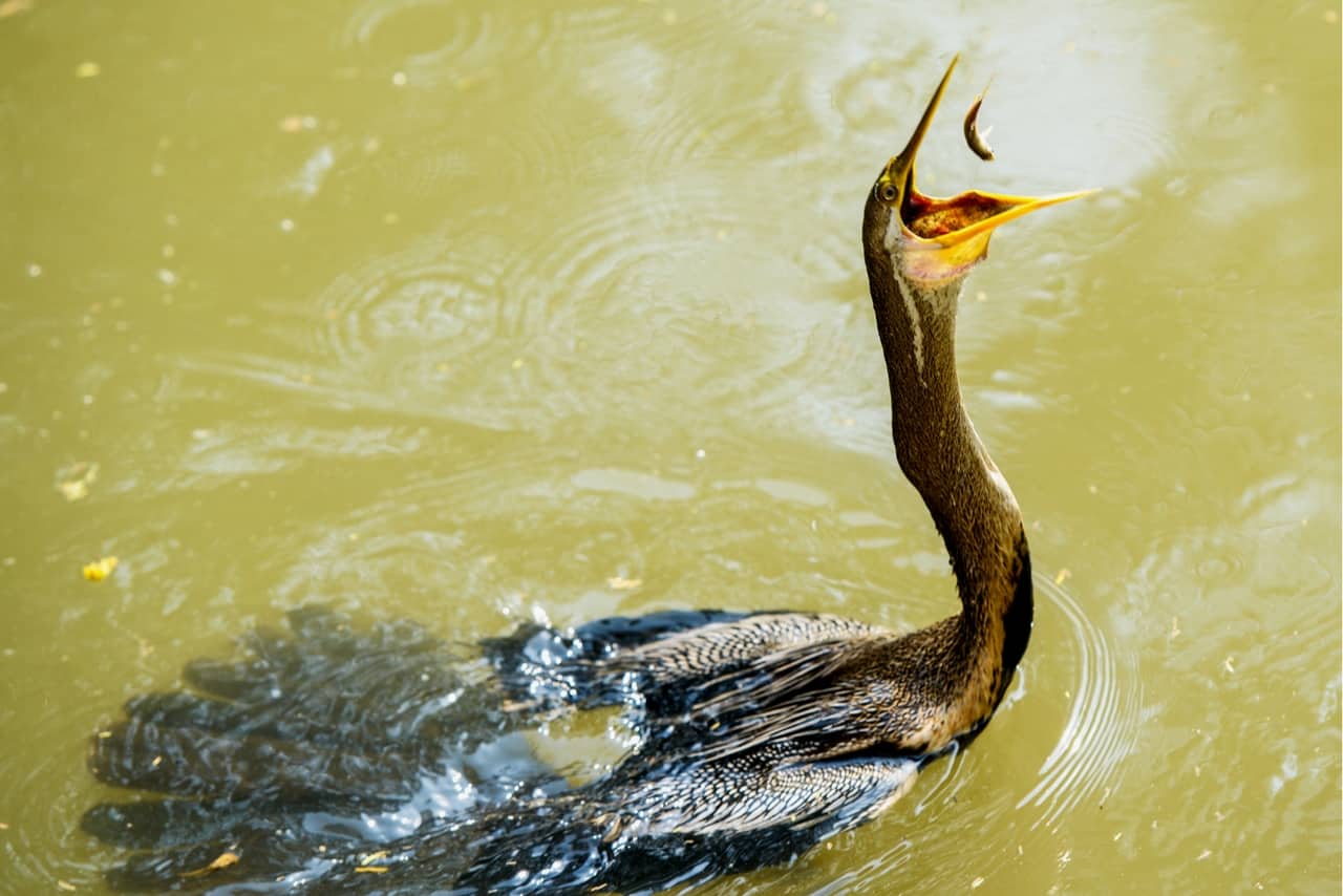 Anhinga (Snake Bird) Catching Fish in Keoladeo National Park. A popular tourist attraction in Bharatpur.