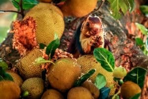 Where can you find a Malabar Giant Squirrel eating a jackfruit sitting on a tree? Join our Periyar National Park jungle safari.