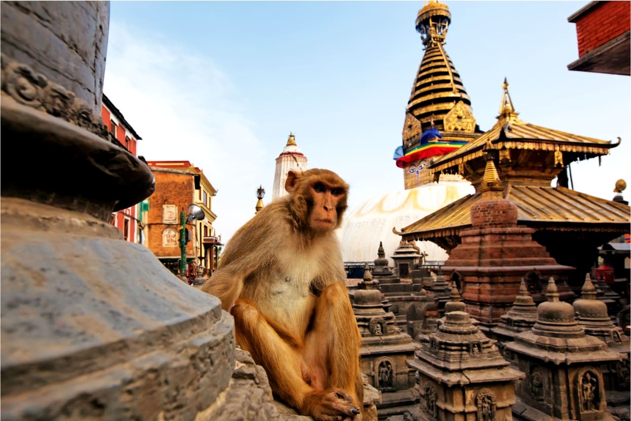 A great reminder that Kathmandu city is close to the nature. Visit Nepal to appreciate and support conservation of wildlife during one of the Nepal tours and travels.
