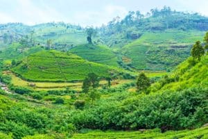 Mountains of Sri Lanka covered with green carpet of tea bushes, the main export crop of the country, Pusselawa. A must see for Sri Lanka travel tours.