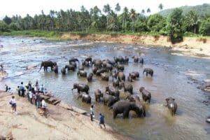 Elephant herd goes to the river to bath in the Pinnawella Elephant Orphanage near Dambulla in Sri lanka. A must-see in your Sri Lanka tour