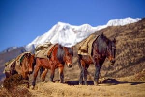 Horseback in Bhutan on a supported trek, is a great way to enjoy the scenery.