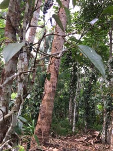 Cinnamomum Trees, Spice Plantation, Thekkady, India